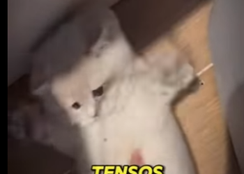 V0402011 Cosas que deberías saber sobre tus gatos (Parte 2)