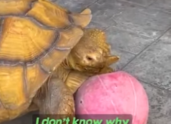 I0102005 He thinks he unstoppable (Part 2)