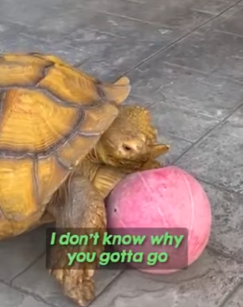 I0102005 He thinks he unstoppable (Part 2)