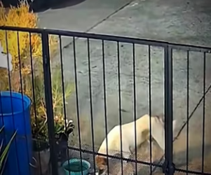 V0402008_los perritos están donde se les da. amor (Parte 2)