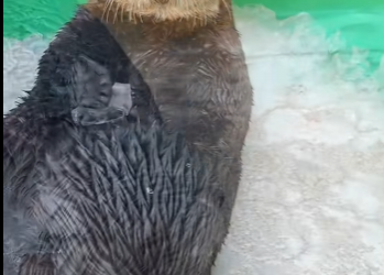 L0202006 La compasion salvo el dia (Parte 2)