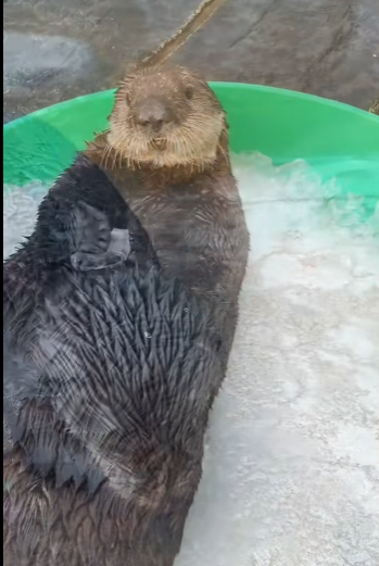 L0202006 La compasion salvo el dia (Parte 2)