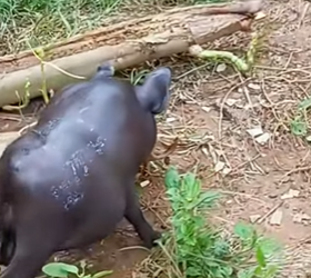 L0302007 might be smallest pig in world (Part 2)