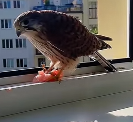 L0302003 kestrel collapsed in front of couple house (Part 2)