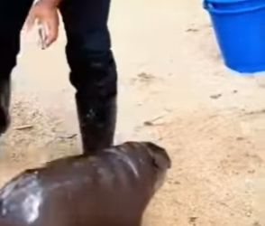 L0302002 Have you ever seen such naughty hippopotamus (Part 2)