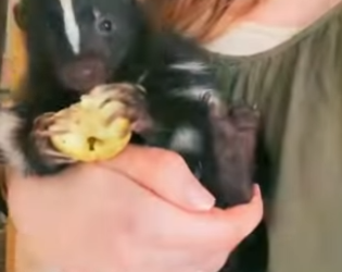 L0302004 skunk suddenly bites its owner (Part 2)