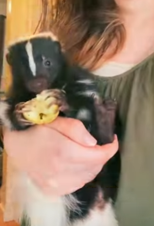 L0302004 skunk suddenly bites its owner (Part 2)