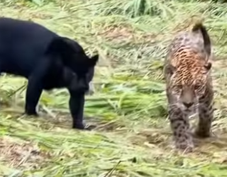 L0302001 What Black Panther Cheetah Babies Would Look Like (Part 2)