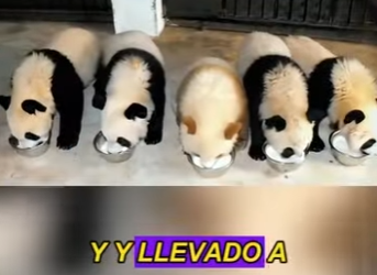 L0302006 world first brown panda (Part 2)