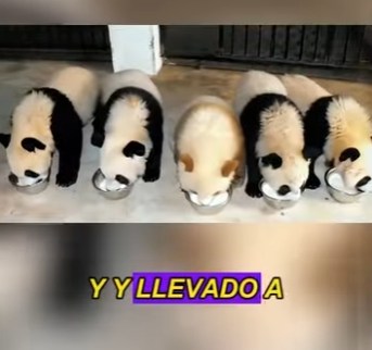 L0302006 world first brown panda (Part 2)