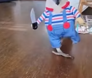 L0302005 parrot is better at destroying houses than husky (Part 2)