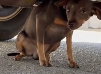 I0202011 Injured dog runs toward traffic, but stranger wo (Part 2)