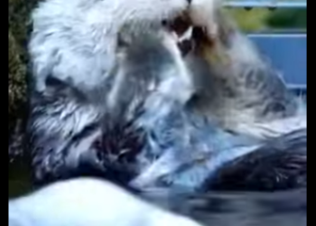 L0202006 La compasion salvo el dia (Parte 2)