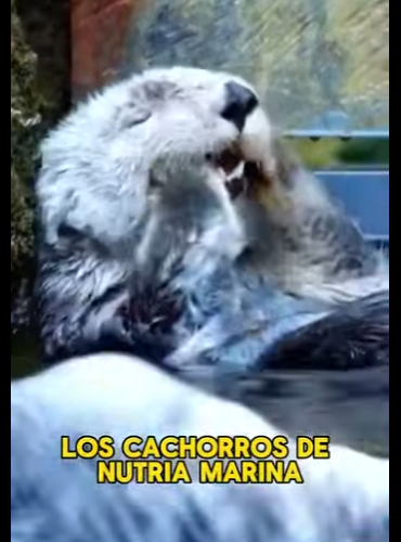 L0202006 La compasion salvo el dia (Parte 2)