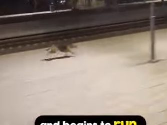 I0202013 How train driver kindness changed one stray do (Part 2)