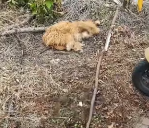 R0601001 Un perro pequeño, empapado, apareció en la puerta de mi restaurante (Parte 2)