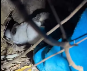 R0601002 Gato callejero sufrió una lesión en la cabeza, luego (Parte 2)