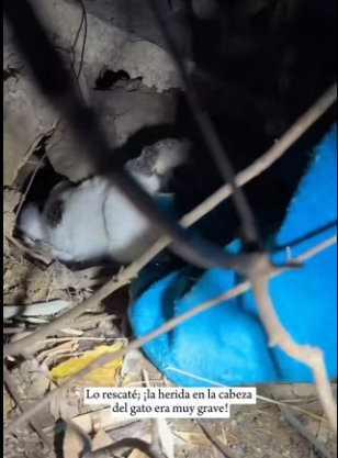 R0601002 Gato callejero sufrió una lesión en la cabeza, luego (Parte 2)