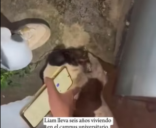 R0601003 cachorro es superhéroe salvó al gato (Parte 2)