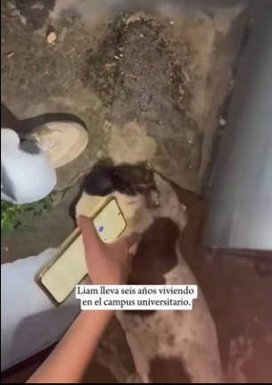 R0601003 cachorro es superhéroe salvó al gato (Parte 2)