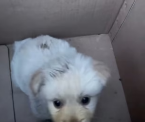 R0601004 puppy fue abandonado en zanja maloliente (Parte 2)