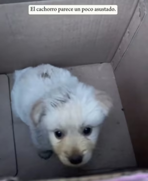 R0601004 puppy fue abandonado en zanja maloliente (Parte 2)