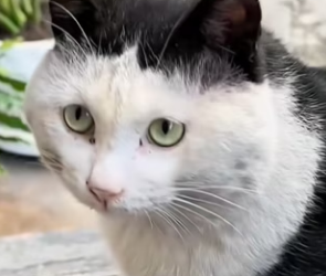 R0601006 Mientras comía, el gato callejero me miró fijamente e incluso puso los ojos en blanco (Parte 2)