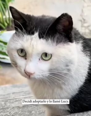 R0601006 Mientras comía, el gato callejero me miró fijamente e incluso puso los ojos en blanco (Parte 2)