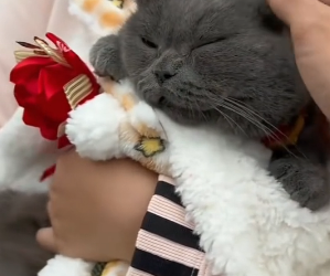 R0601009 saw gato parecía enferma apenas podía soportar(Parte 2)