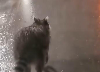 O3101010 El rescate trajo estabilidad (Parte 2)