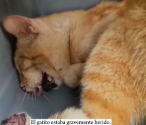 R0601010 cat sufrió un accidente automovilístico y estaba tendido en el césped, apenas con vida (Parte 2)