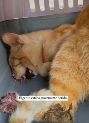 R0601010 cat sufrió un accidente automovilístico y estaba tendido en el césped, apenas con vida (Parte 2)