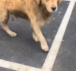 R0601011 vi a un golden retriever atado al costado de la carretera (Parte 2)