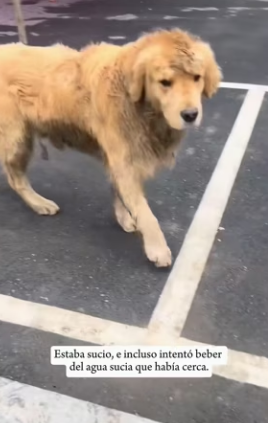 R0601011 vi a un golden retriever atado al costado de la carretera (Parte 2)