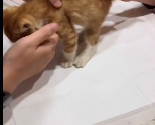 R0601012 Un gato callejero duerme junto a un bote de basura (Parte 2)