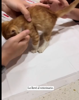 R0601012 Un gato callejero duerme junto a un bote de basura (Parte 2)