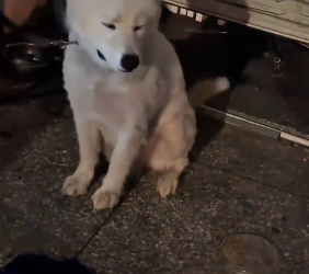 R0601013 El cachorro estaba atado al costado del camino y lloraba (Parte 2)