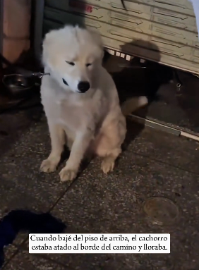 R0601013 El cachorro estaba atado al costado del camino y lloraba (Parte 2)