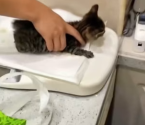 R0601014 Perro callejero escapó con gatito en la boca, lo persiguió (Parte 2)