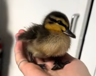 A0402006 Patos rescatados (Parte 2)