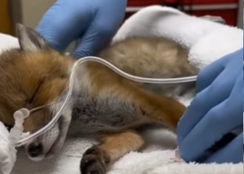 O3101001 Un nuevo comienzo comenzo (Parte 2)