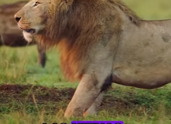 A0402002 Can lion escape when surrounded by hyenas (Parte 2)