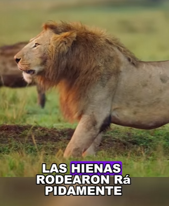 A0402002 Can lion escape when surrounded by hyenas (Parte 2)