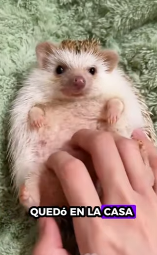 A0402005 Rescatando al erizo (Parte 2)