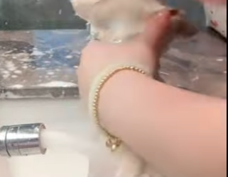 A0402007 perros de rescate (Parte 2)