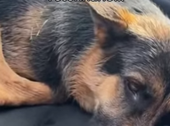 O0602013 Canguro Atacó Mi Perro Sumérgete en un mundo donde personas an (Parte 2)