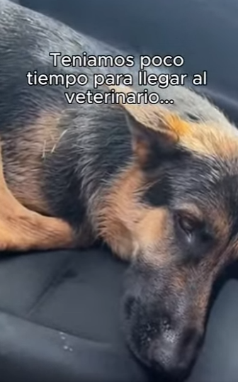 O0602013 Canguro Atacó Mi Perro Sumérgete en un mundo donde personas an (Parte 2)