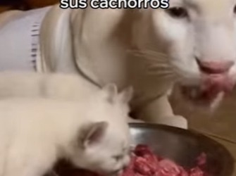 O0602003 Salvé Esta Puma Albina Esto Pasó (Parte 2)