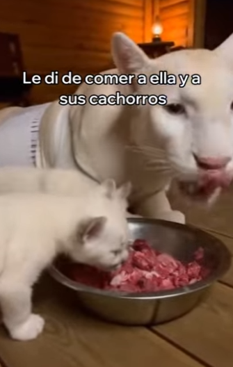 O0602003 Salvé Esta Puma Albina Esto Pasó (Parte 2)