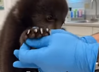 O0602010 Mi Perro Salvó Este Pequeño Oso (Parte 2)